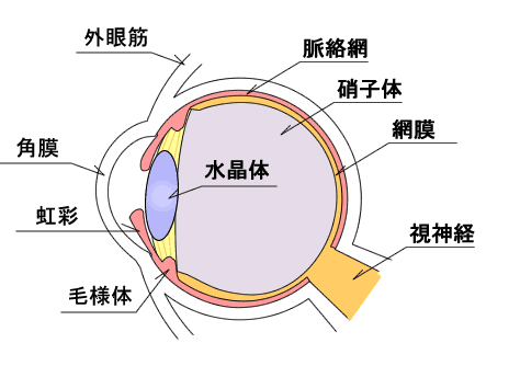 散瞳検査